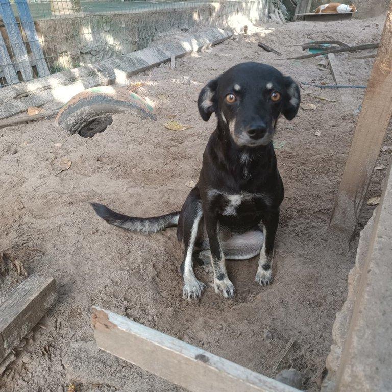 Docinho